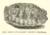 Engraving of the shell of Gilbert White's pet tortoise Timothy. Black and White.